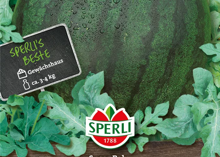Kompakte Wassermelone 'Sugar Baby'