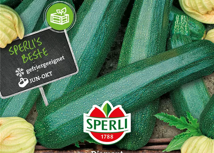Zucchini 'Diamant F1'