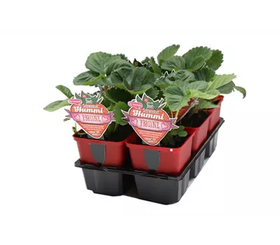 Hummi ® Praline, 6er- & 12er Set Hummi ® Praline, 6er- & 12er Set