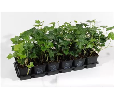 Hedera helix Hibernica, 12er Set