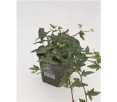 Hedera helix 'Shamrock', 12er Set