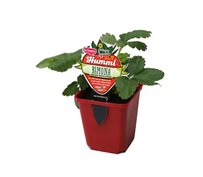 Hummi ® Rimona, 6er Set Hummi ® Rimona, 6er Set