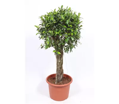 Birken-Feige Birken-Feige