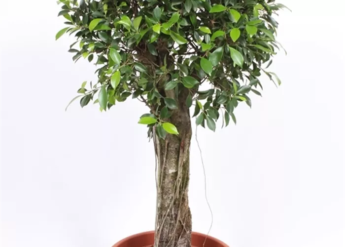 Birken-Feige Birken-Feige