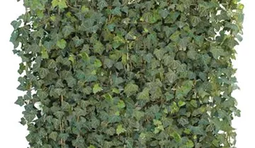echter gummibaum XXL Gummibaum Stamm kaufen – Green Me Up