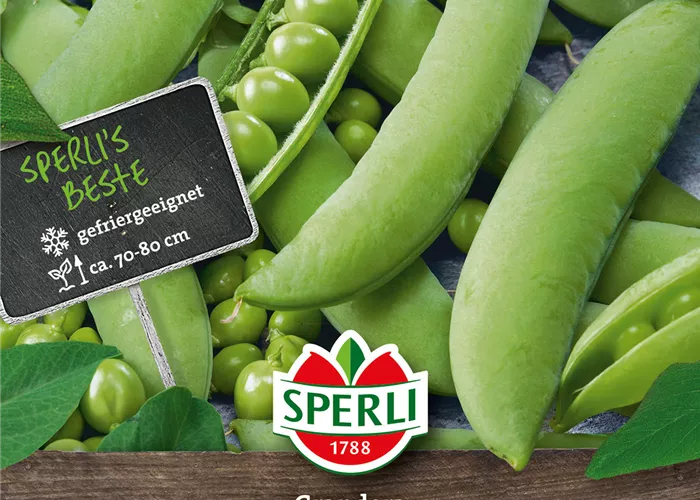Markerbse 'Grandera'