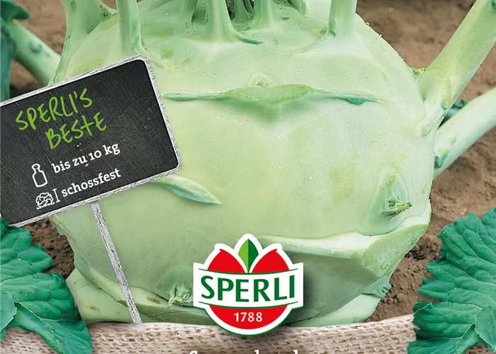 Kohlrabi 'Superschmelz'