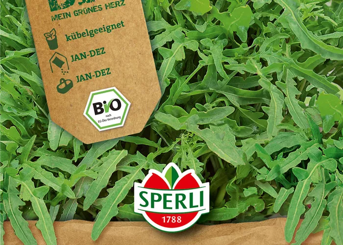 Rucola