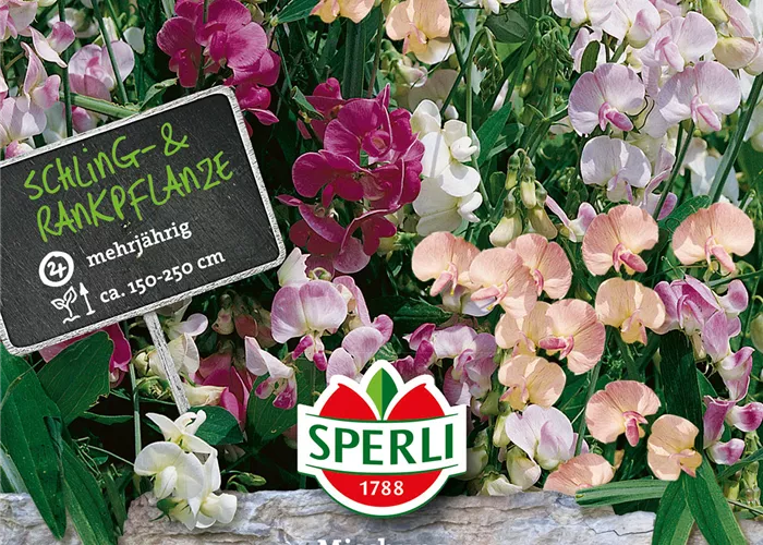 Breitblättrige Platterbse