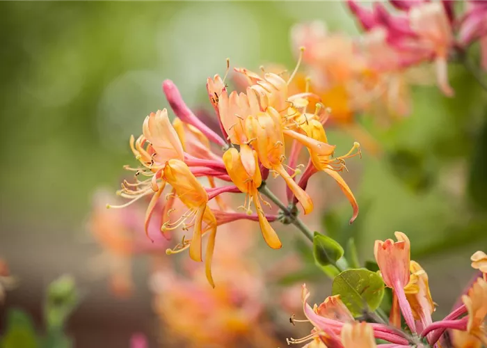 Lonicera heckrottii 'American Beauty' Lonicera heckrottii 'American Beauty'