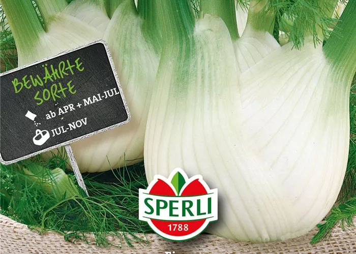 Knollenfenchel 'Fino'