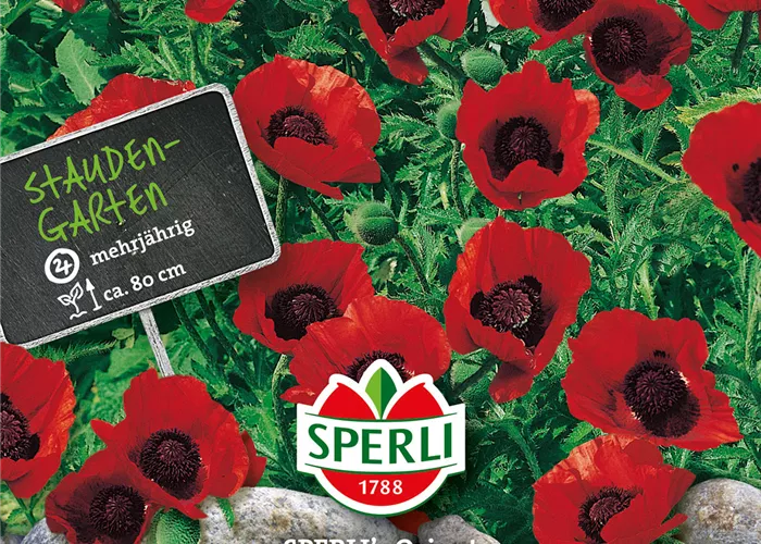 Türkischer Riesenmohn 'Orient' Türkischer Riesenmohn 'Orient'