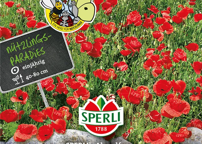 Klatsch-Mohn 'Abendfeuer'