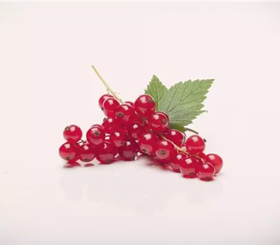 Ribes rubrum 'Rovada' Ribes rubrum 'Rovada'