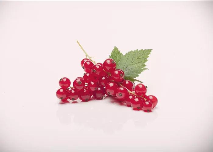 Ribes rubrum 'Rovada' Ribes rubrum 'Rovada'