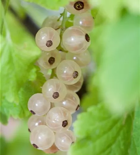 Ribes rubrum 'Weiße Versailler' 