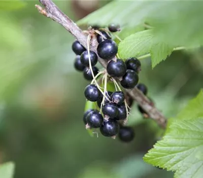 Ribes nigrum 'Ben Sarek'  Ribes nigrum 'Ben Sarek'