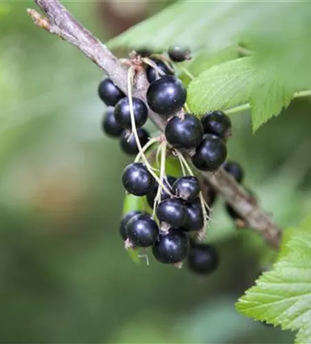 Ribes nigrum 'Ben Sarek' 