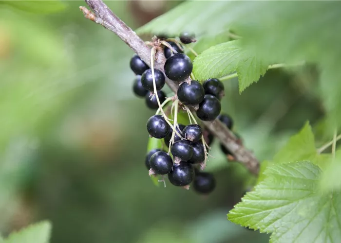 Ribes nigrum 'Ben Sarek'  Ribes nigrum 'Ben Sarek'
