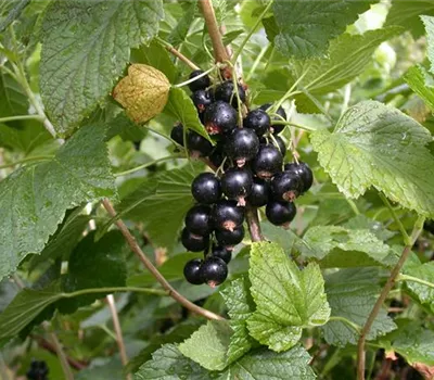 Ribes nigrum 'Titania'(s) Ribes nigrum 'Titania'(s)