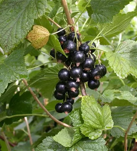 Ribes nigrum 'Titania'(s)