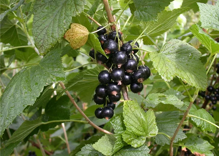 Ribes nigrum 'Titania'(s) Ribes nigrum 'Titania'(s)