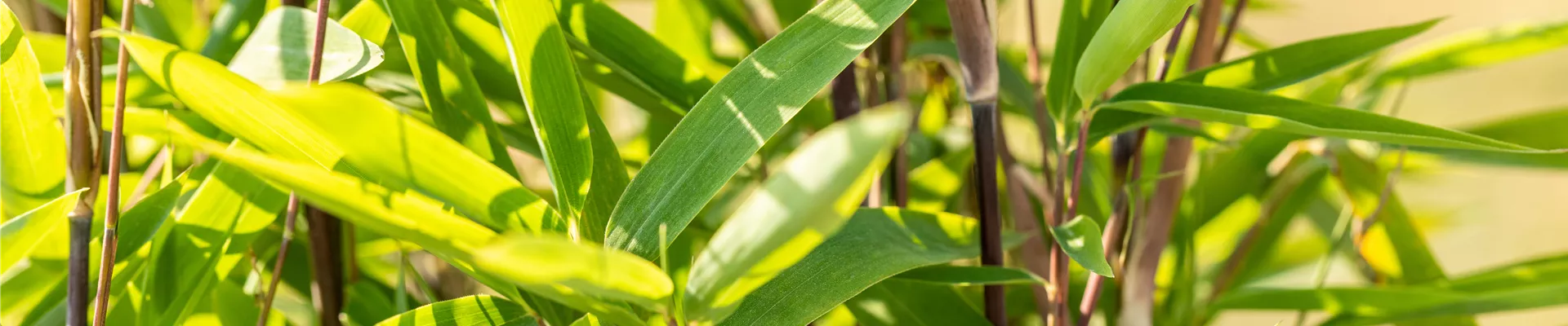 Fargesia nitida 'Black Pearl' Fargesia nitida 'Black Pearl'