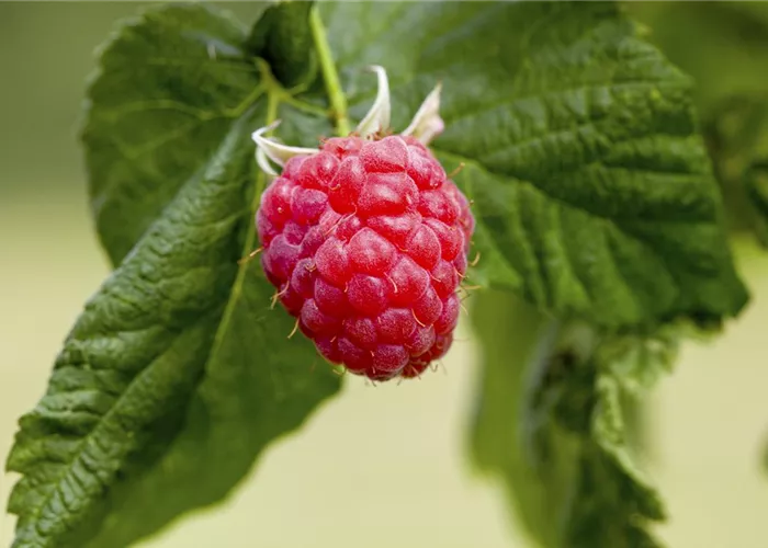 Rubus idaeus 'Malling Promise' Rubus idaeus 'Malling Promise'