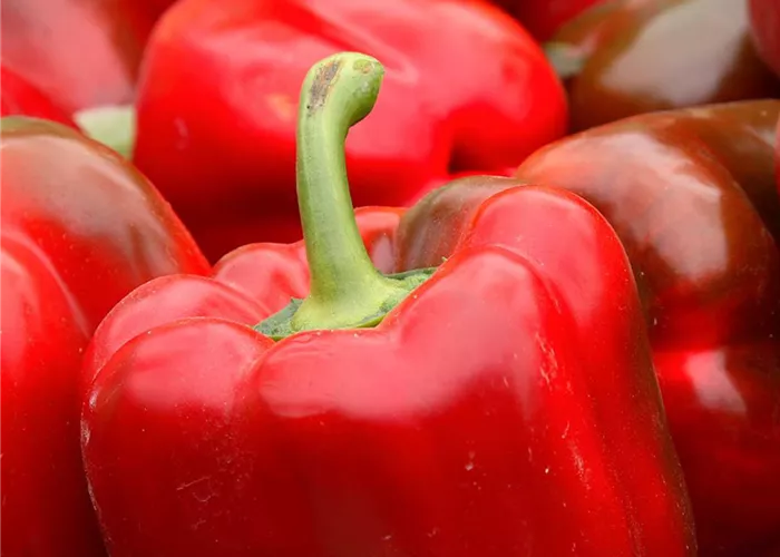 Capsicum annuum, 'Yolo Wonder'