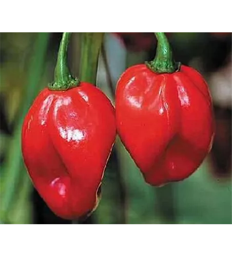 Capsicum Red Savina Chili Habanero