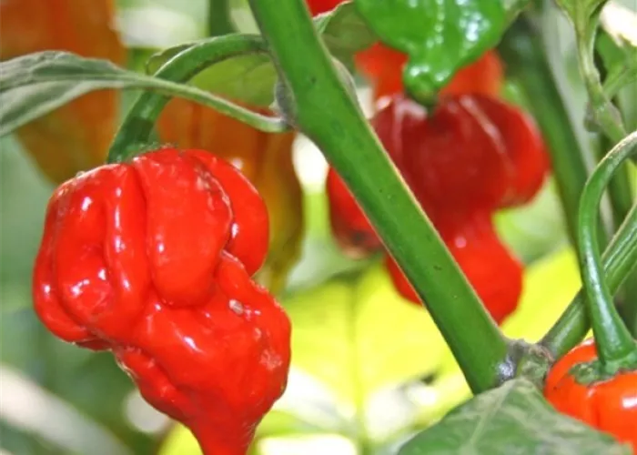 Capsicum Butch T Trinidad Scorpion Chili