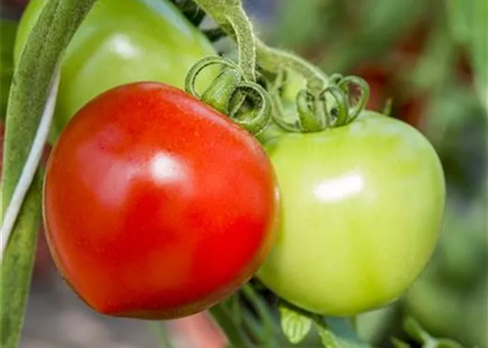 Solanum lycopersicum, Master F1 Solanum lycopersicum, Master F1
