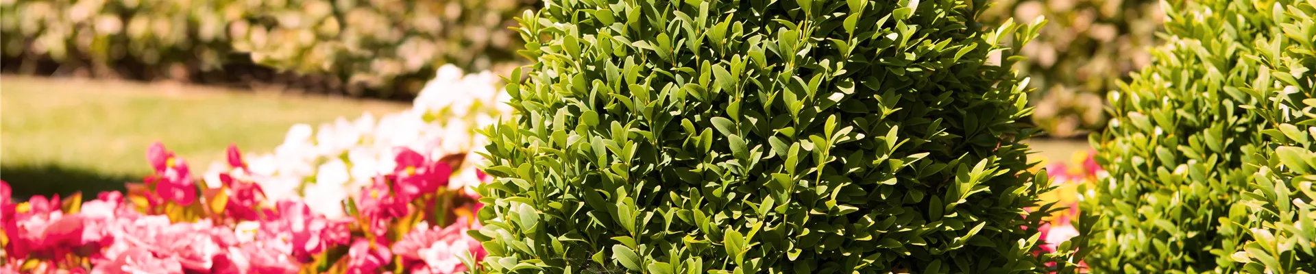 Buxus sempervirens var. arborescens Buxus sempervirens var. arborescens