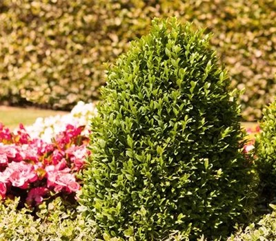 Alles über Buchs Alles über Buchs