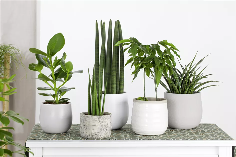Sansevieria cylindrica 'Straight'