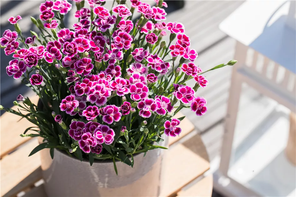 Dianthus 'Pink Kisses'