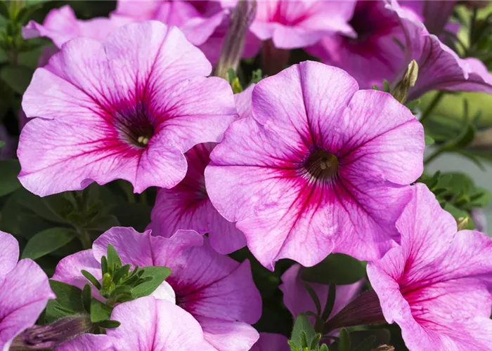 Petunia 'Famous Pink Vein'