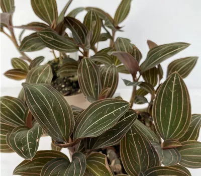 Ludisia discolor Ludisia discolor