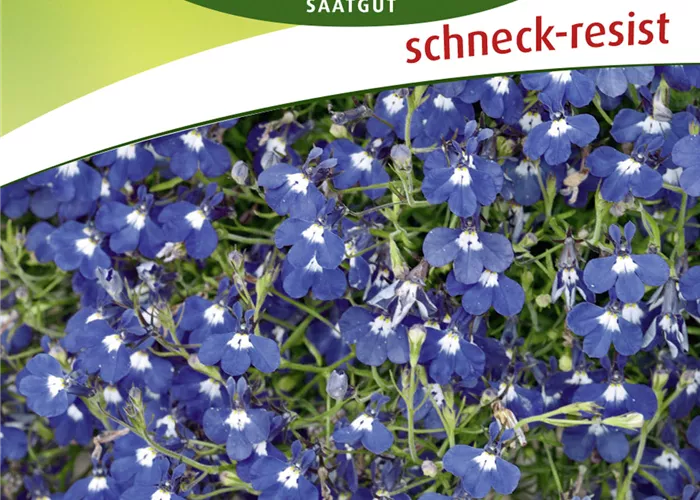 Männertreusamen 'Blau mit weißem Auge'