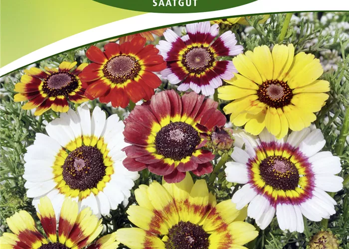 Wucherblumensamen 'Frohe Mischung'