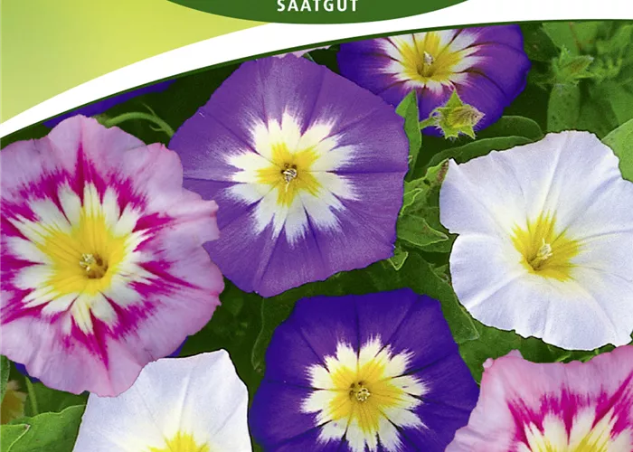 Trichterwindensamen 'Dreifarbige Mischung'