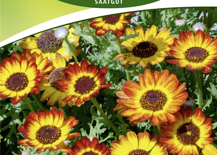 Wucherblumensamen 'German Flag'