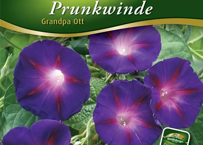 Trichterwindensamen 'Grandpa Ott' Trichterwindensamen 'Grandpa Ott'