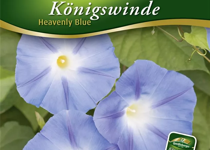 Trichterwindensamen 'Heavenly Blue' Trichterwindensamen 'Heavenly Blue'