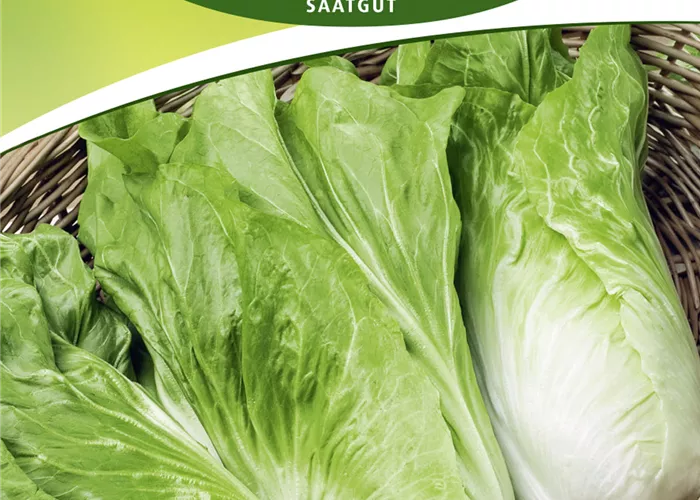 Zichoriesamen 'Zuckerhut' Zichoriesamen 'Zuckerhut'