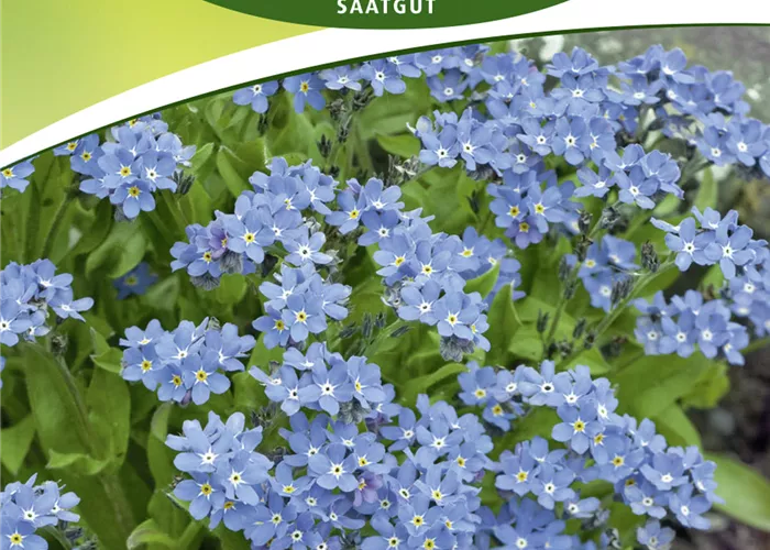 Wald-Vergissmeinnicht-Samen 'Blauer Korb' Wald-Vergissmeinnicht-Samen 'Blauer Korb'