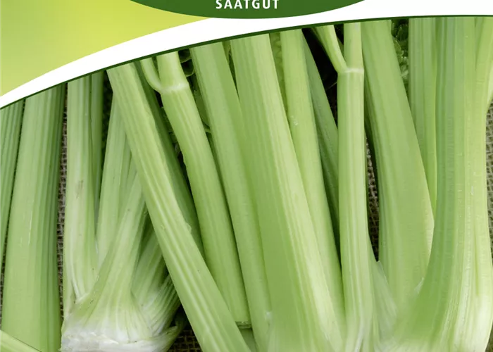 Stangenselleriesamen 'Tall Utah 52/70'