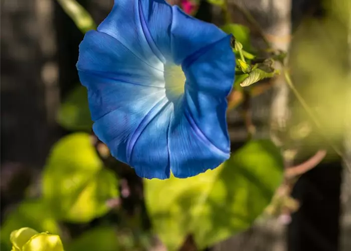Ipomoea tricolor 'Heavenly Blue'