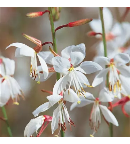 Gaura 'Nova'(s)