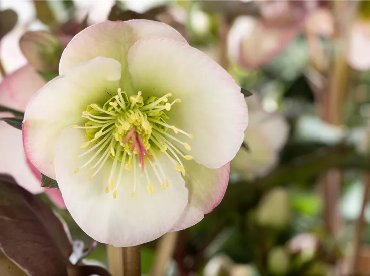 Helleborus x ericsmithii Sally's Shell Helleborus x ericsmithii Sally's Shell